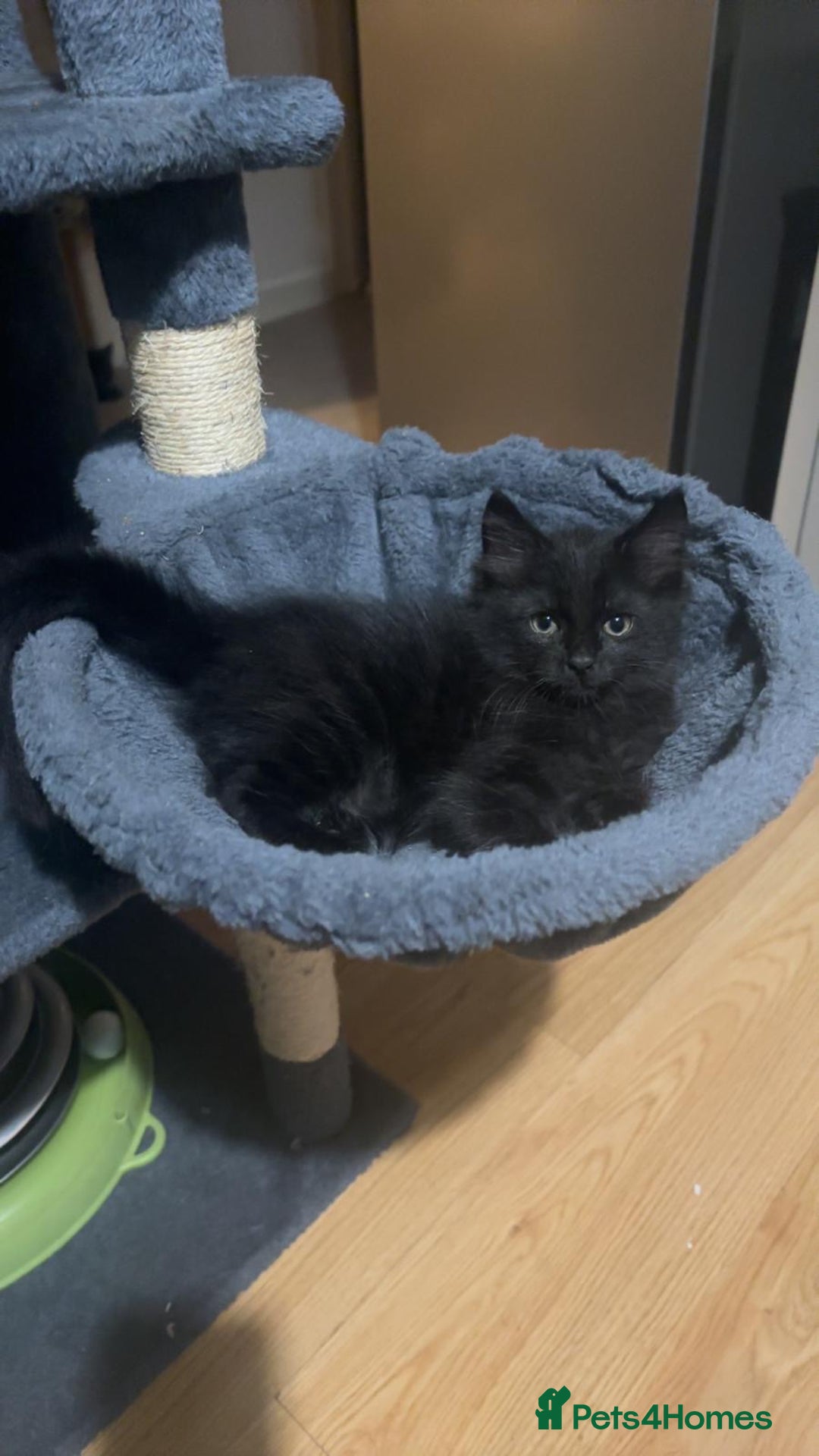 Mixed Breed cats for sale: black Siberian mixed  - Image 8