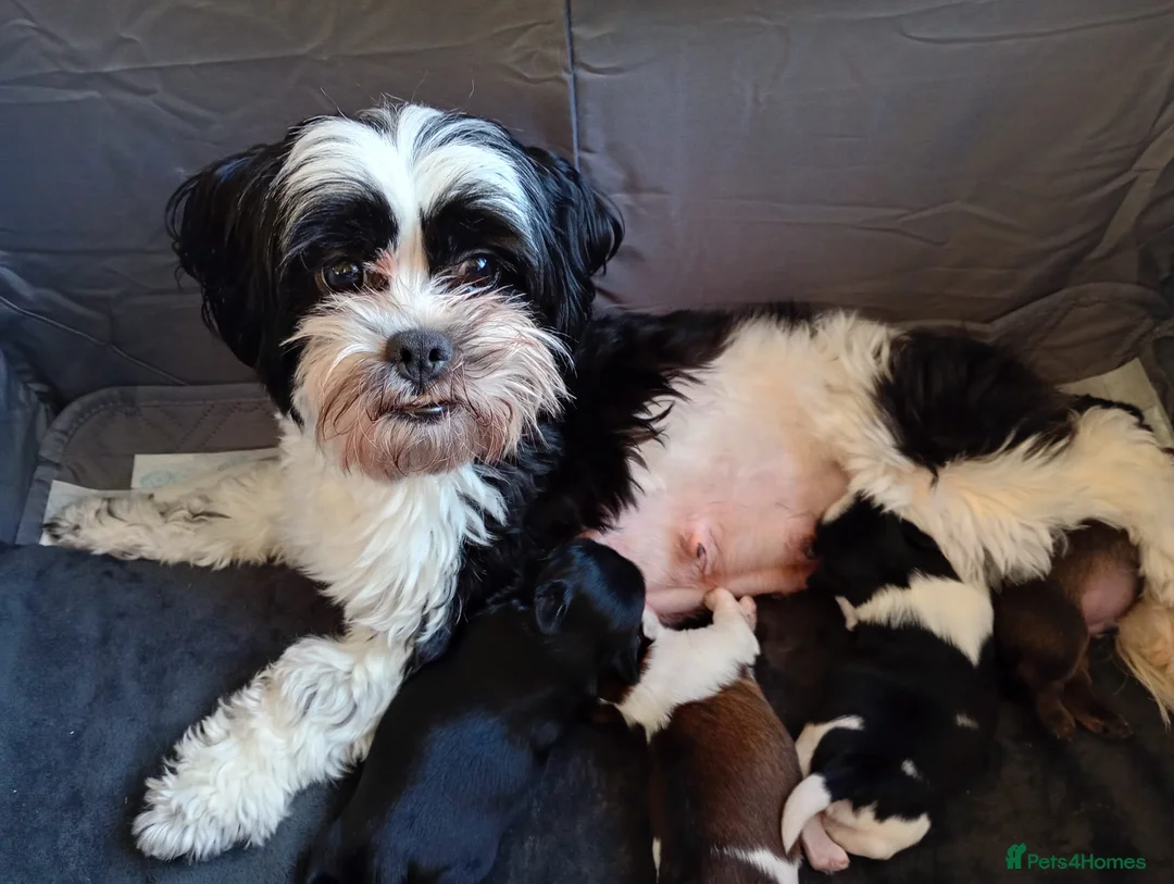 Shih Tzu dogs for sale: Imperial shihtzu x Shihtzu/Biewer - Advert 1