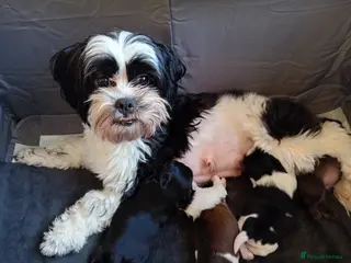 Shih Tzu dogs Imperial shihtzu x Shihtzu/Biewer - Advert 12