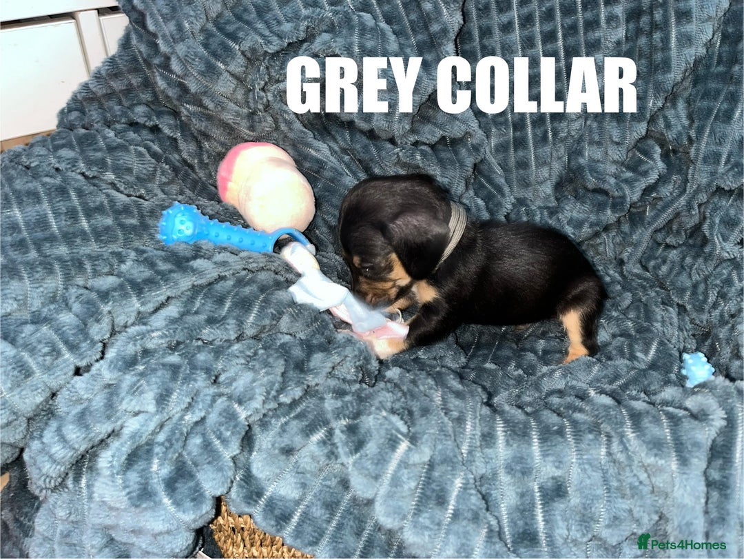 Miniature Dachshund dogs for sale: Miniature Dachshunds looking for perfect Home - Image 5