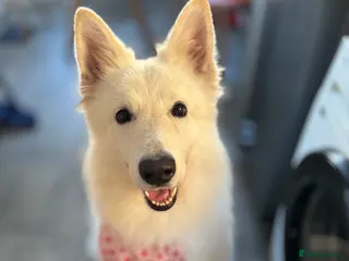 White Swiss Shepherd dogs KC REG SHEPHERD 8 y/o male - Advert 1