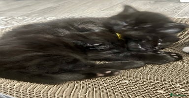Mixed Breed cats - Advert 6