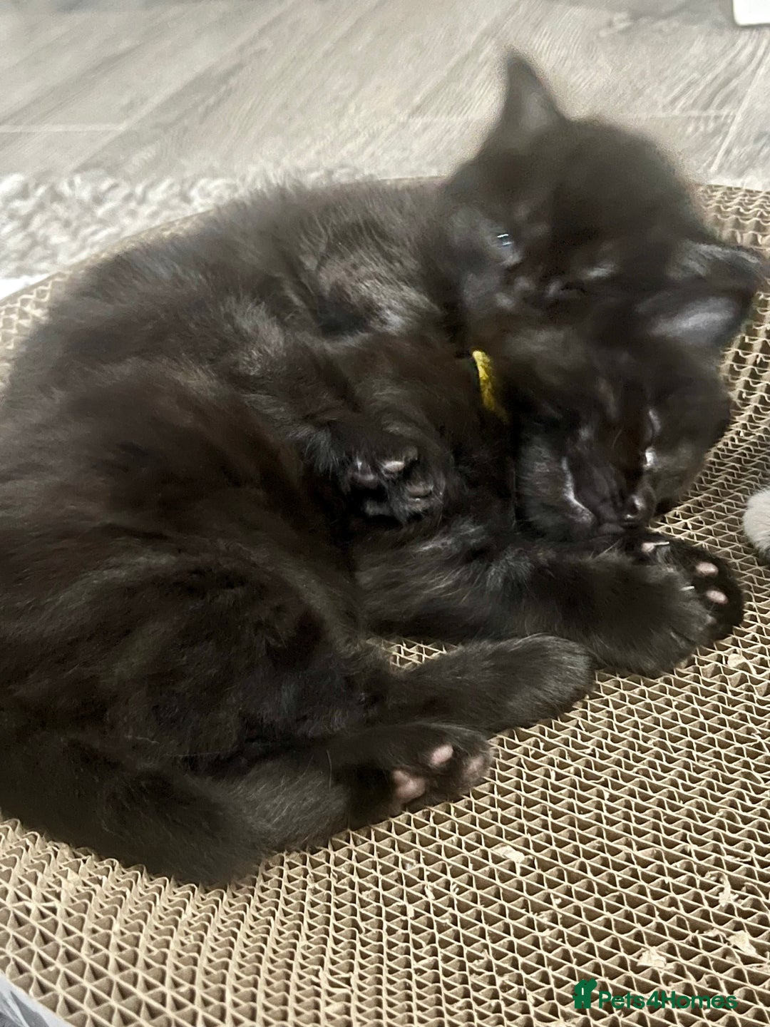 Mixed Breed cats for sale: 2 Black Fluffy Kittens (15wk old brothers) - Image 3