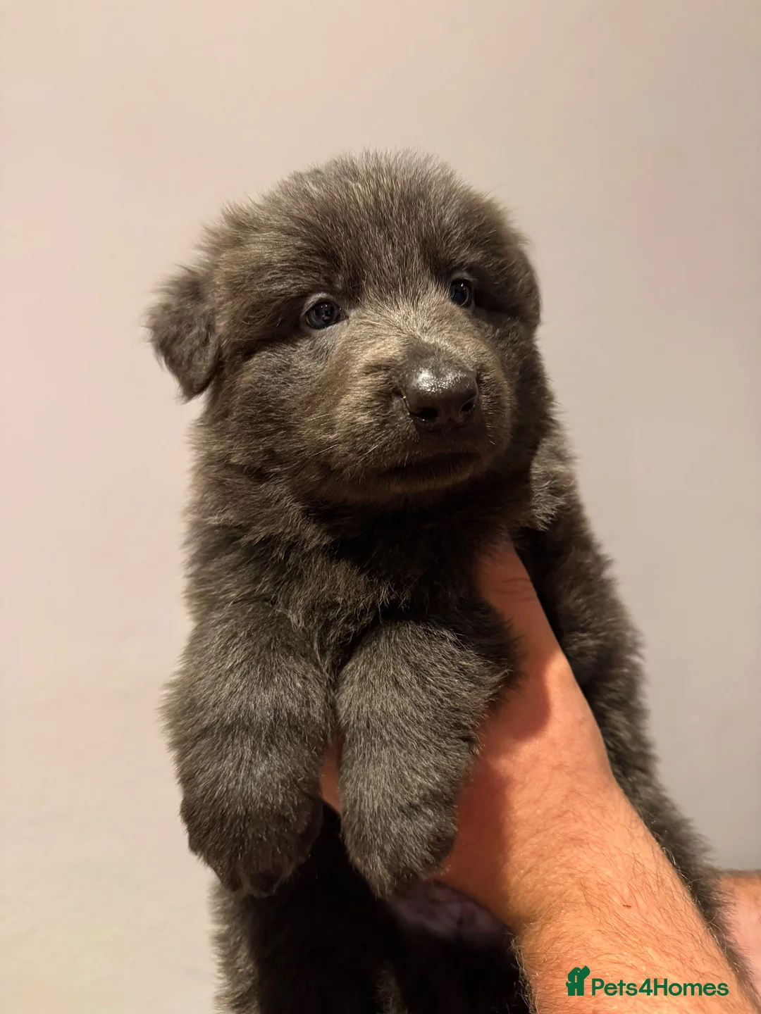 German Shepherd dogs for sale: Stunning pedigree German shepherd puppies  - Advert 12