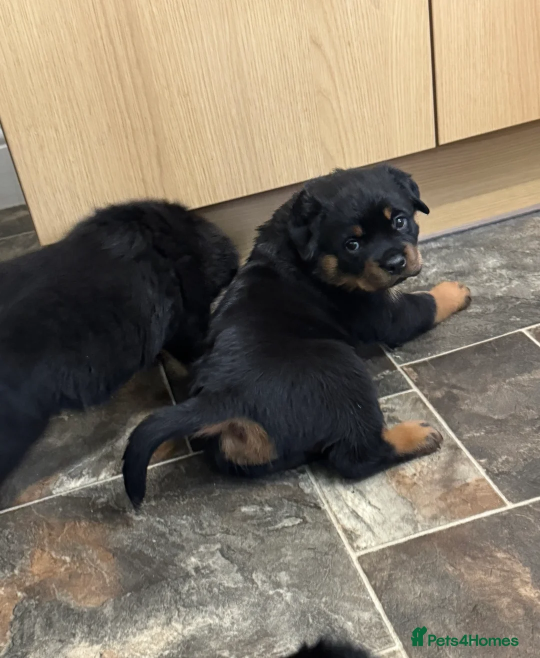 Rottweiler dogs for sale: Gorgeous Rottweiler puppies  - Advert 12