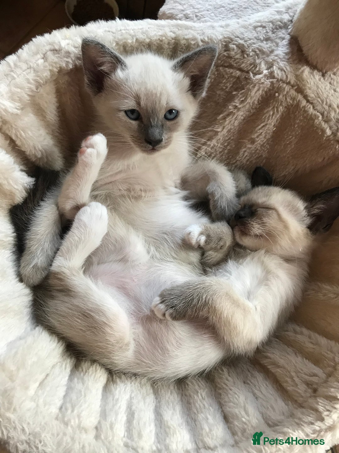 Tonkinese cats for sale: Exquisite Tonkdolls - Image 1
