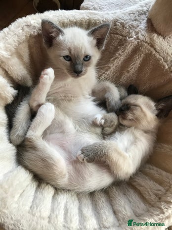 Tonkinese cats for sale - Advert 3