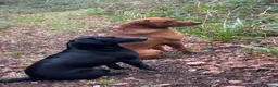 Labrador Retriever dogs for sale: KC Registered Black Labrador puppies  - Advert 3