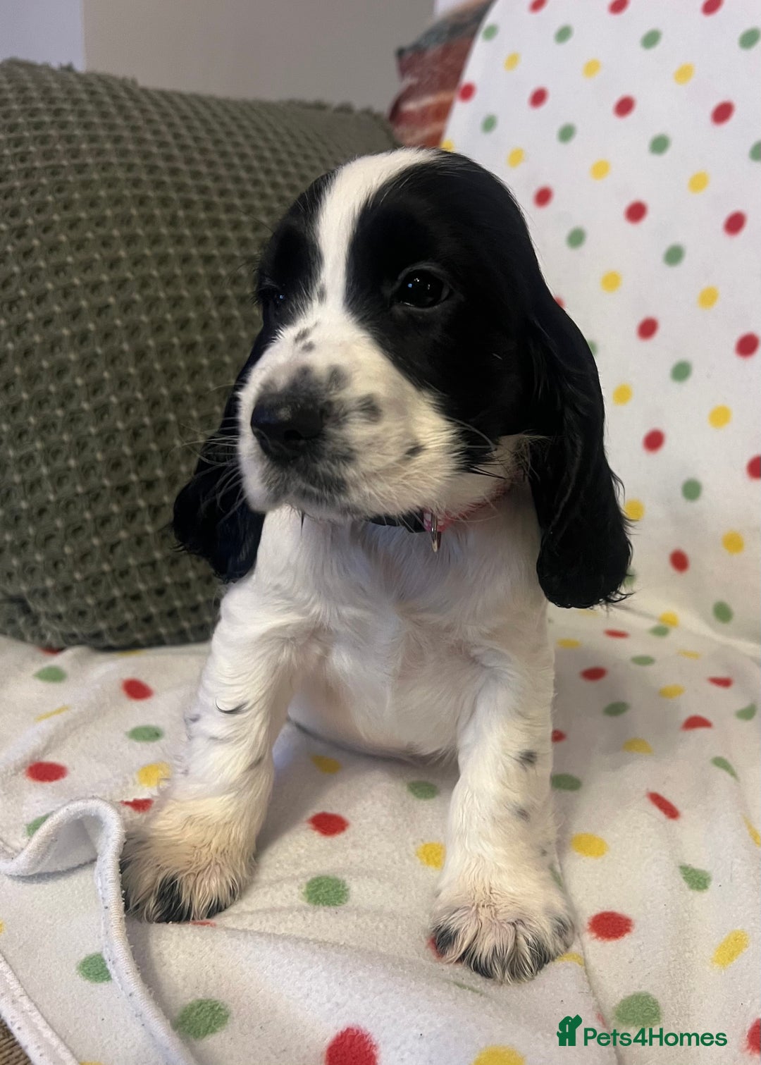 Cocker Spaniel dogs for sale: Show cocker spaniels  - Advert 6
