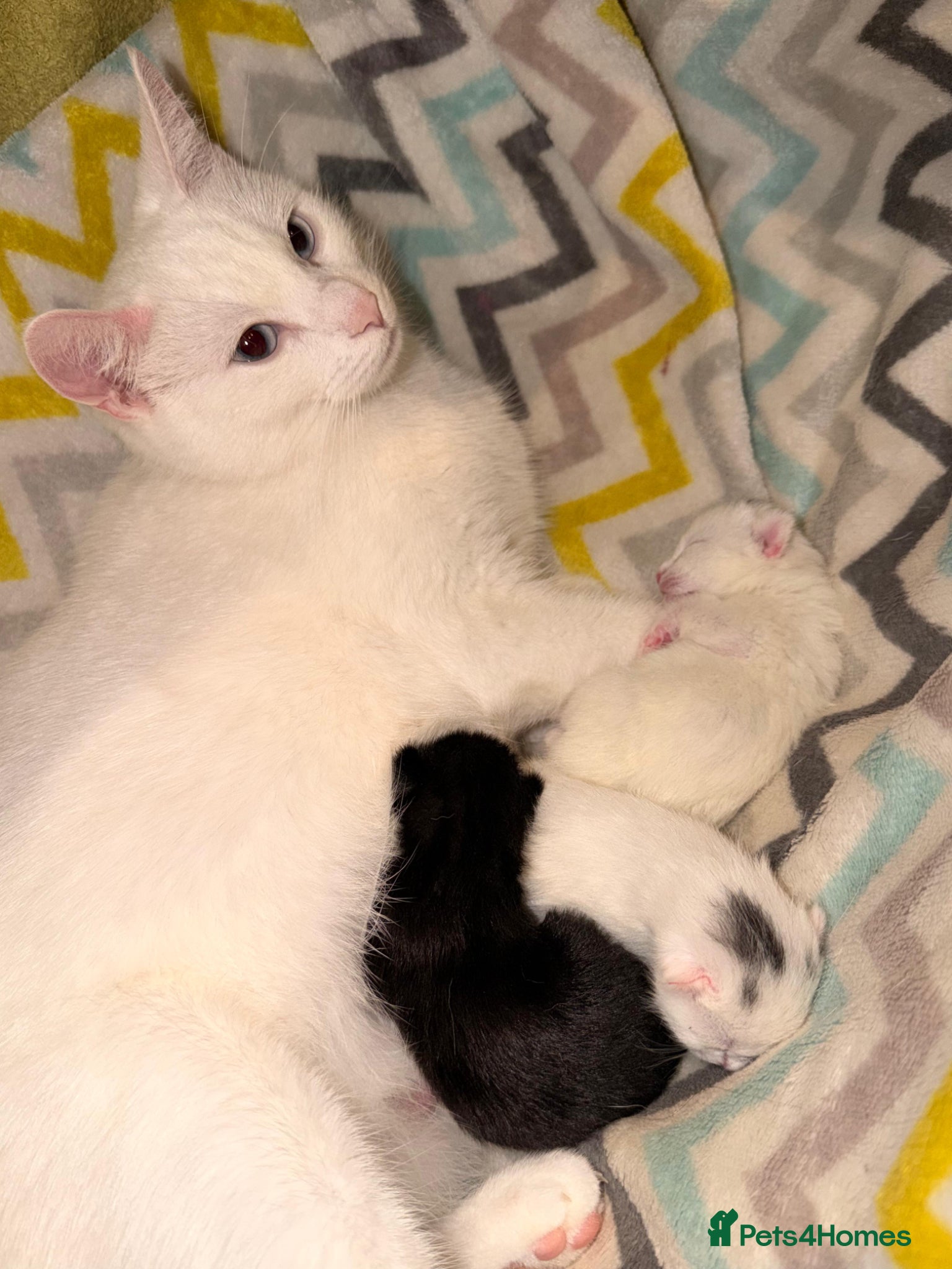 British Shorthair cats Adorable kittens looking for loving homes 🐾 - Advert 1