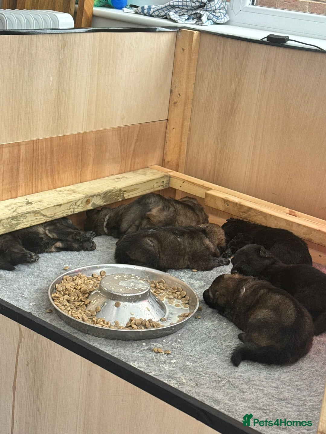 German Shepherd dogs for sale: Rockforce Long Haired German Shepherd Puppies - Advert 9