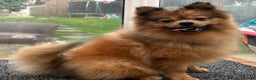 Pomeranian dogs for sale: Very fluffy Orange Sable Pomeranian boy  - Advert 5
