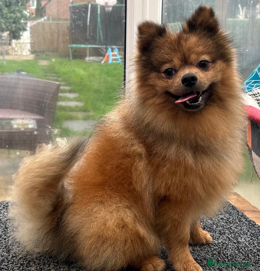 Pomeranian dogs for sale: Very fluffy Orange Sable Pomeranian boy  - Advert 5