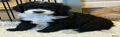 Mixed Breed 6