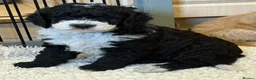 Bernedoodle dogs for sale: Beautiful Bernidoodles - Advert 20