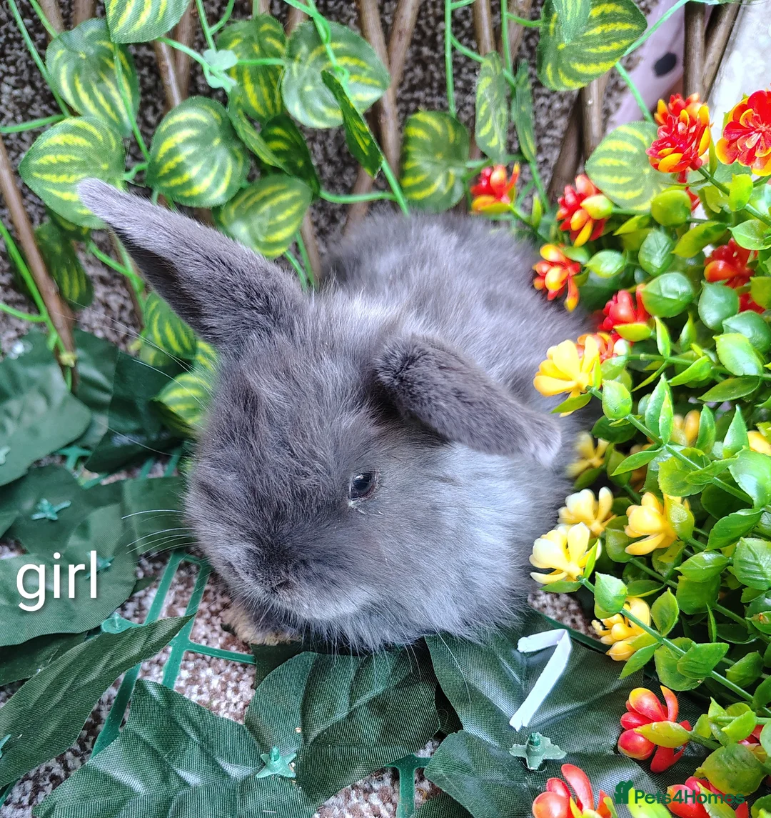 Mini Lop rabbits for sale: Mini lop babies carrying plush and 1 lion head - Advert 2