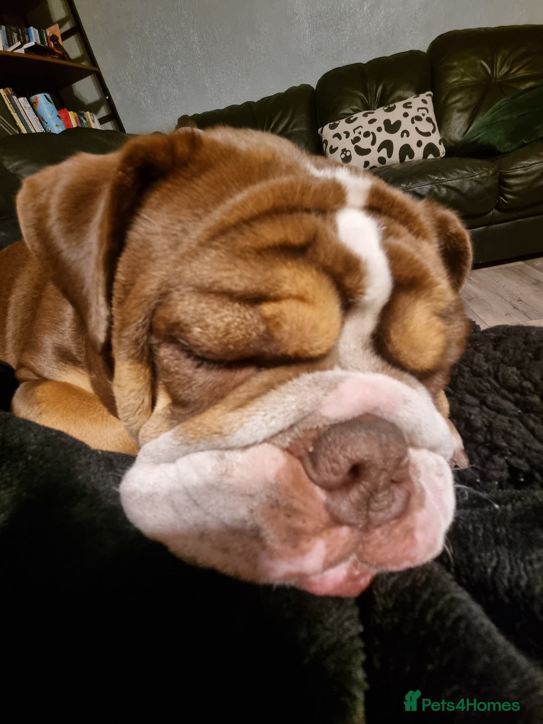 English Bulldog dogs for sale: New english Bulldog - Advert 2