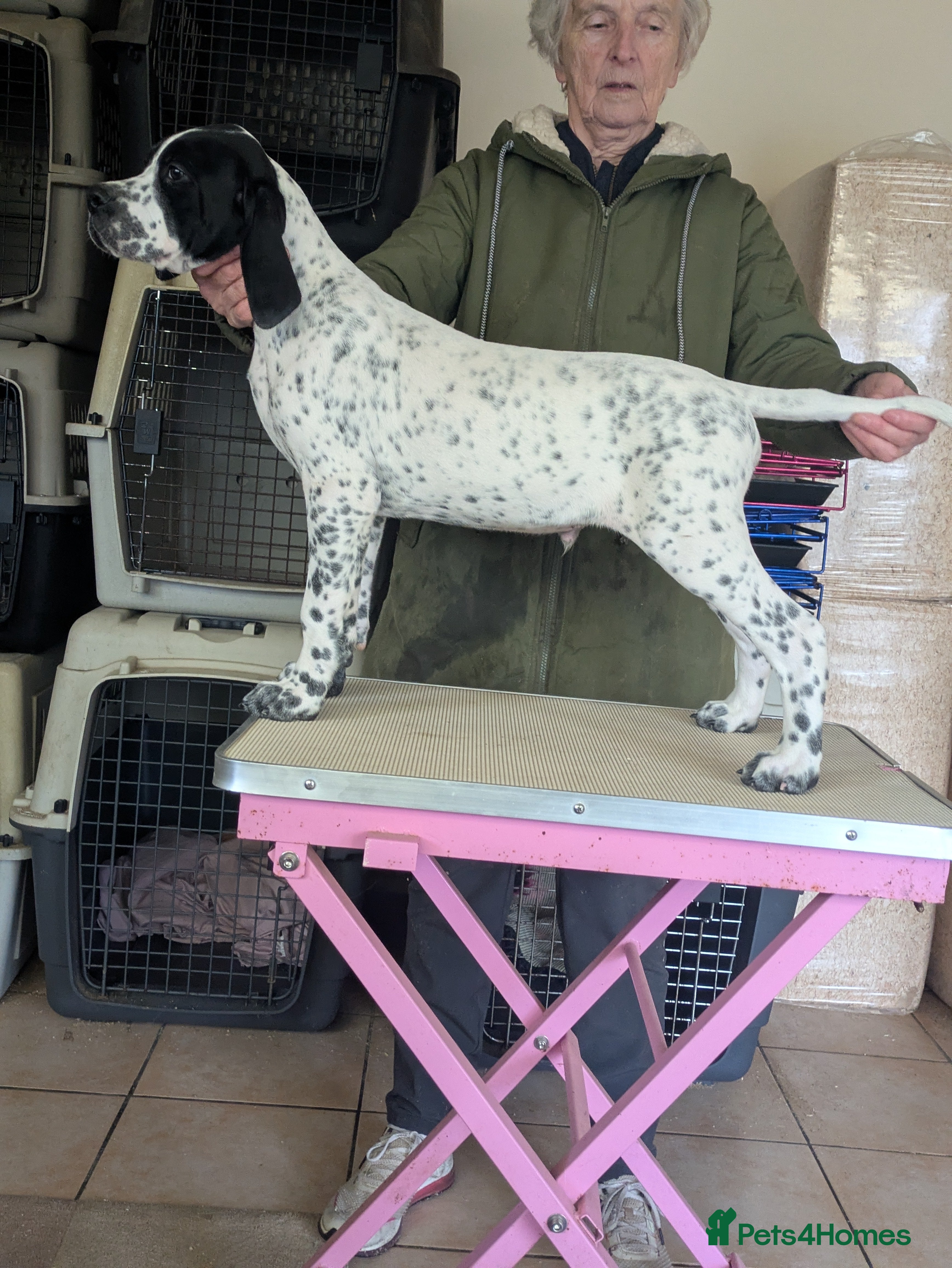 Pointer dogs Pointer - Advert 2