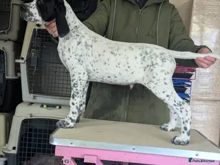 Pointer dogs Pointer - Advert 2