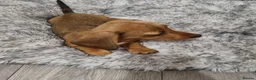 Dachshund dogs for sale: 4 Beautiful miniature dachshund puppies  - Advert 5