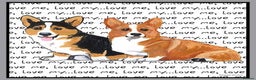 Welsh Corgi Pembroke dogs for sale: LOOKING FOR.  - Advert 1