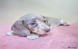 Miniature Dachshund dogs for sale: Miniature dachshund puppies  - Image 6