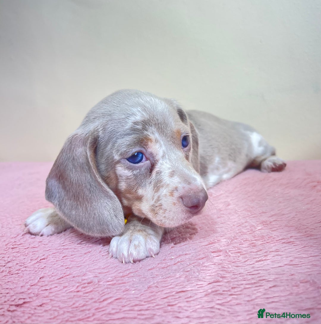 Miniature Dachshund dogs for sale: Miniature dachshund puppies  - Image 6