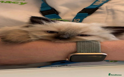 Ragdoll cats for sale: Ragdoll kittens  - Image 8