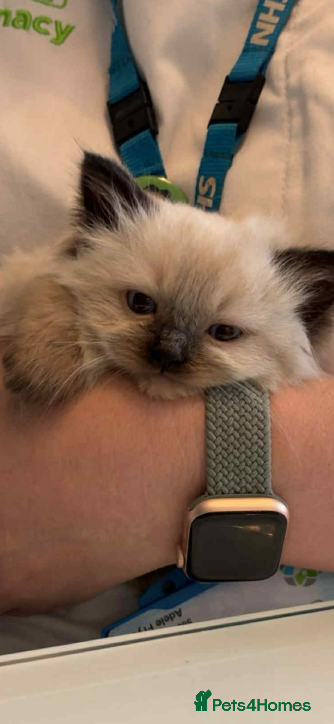 Ragdoll cats for sale: Ragdoll kittens  - Image 8