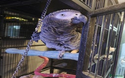 Parrots birds for sale: African Grey Parrot  - Image 5