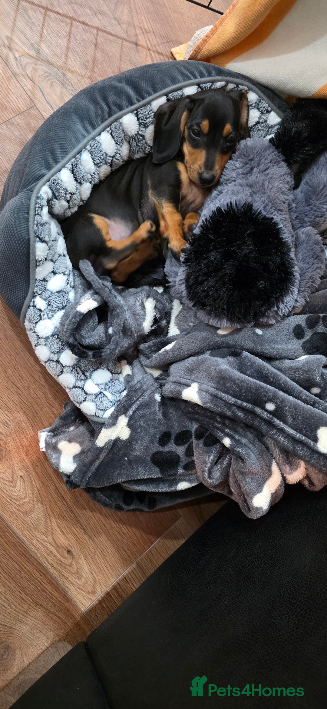 Dachshund dogs for sale: Dachshund puppy Male - Image 2