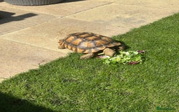 Tortoise reptiles for sale: 2 x Sulcata Tortoise - Image 7