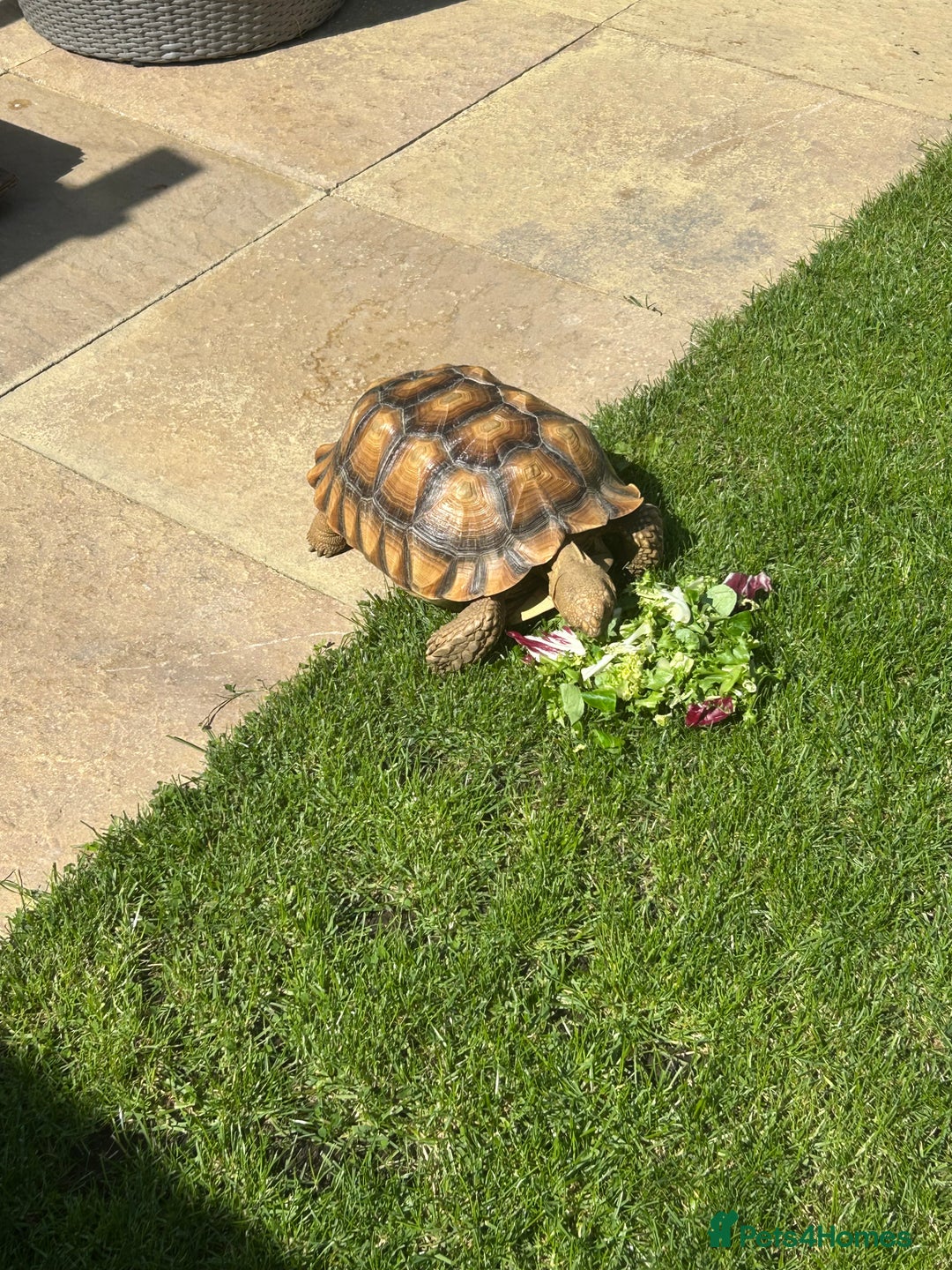 Tortoise reptiles for sale: 2 x Sulcata Tortoise - Image 7