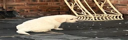 Golden Retriever dogs for sale: Little Polar Bear Puppies - Advert 27