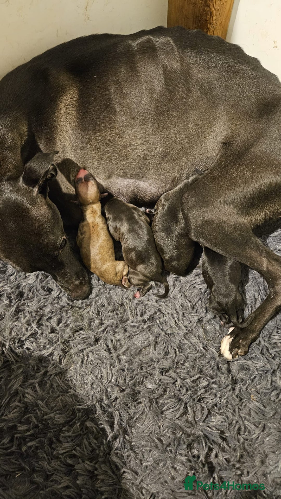 Whippet dogs for sale: Champion KC whippet puppies  - Advert 8