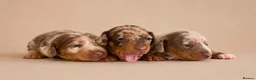 Miniature Dachshund dogs for sale: Stunning miniature dachshund puppies  - Advert 2