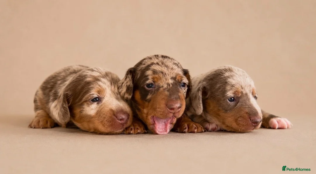 Miniature Dachshund dogs for sale: Stunning miniature dachshund puppies  - Advert 2