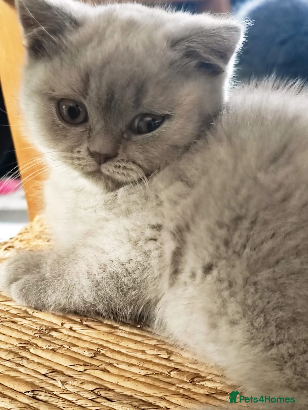 British Shorthair cats for sale: Lilac boy  in Lewes - Advert 6