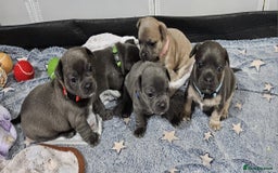 Mixed Breed dogs for sale: French Bulldog x Chichuhua - Image 16