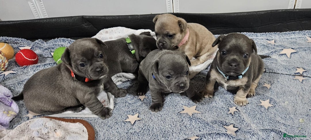 Mixed Breed dogs for sale: French Bulldog x Chichuhua - Image 16