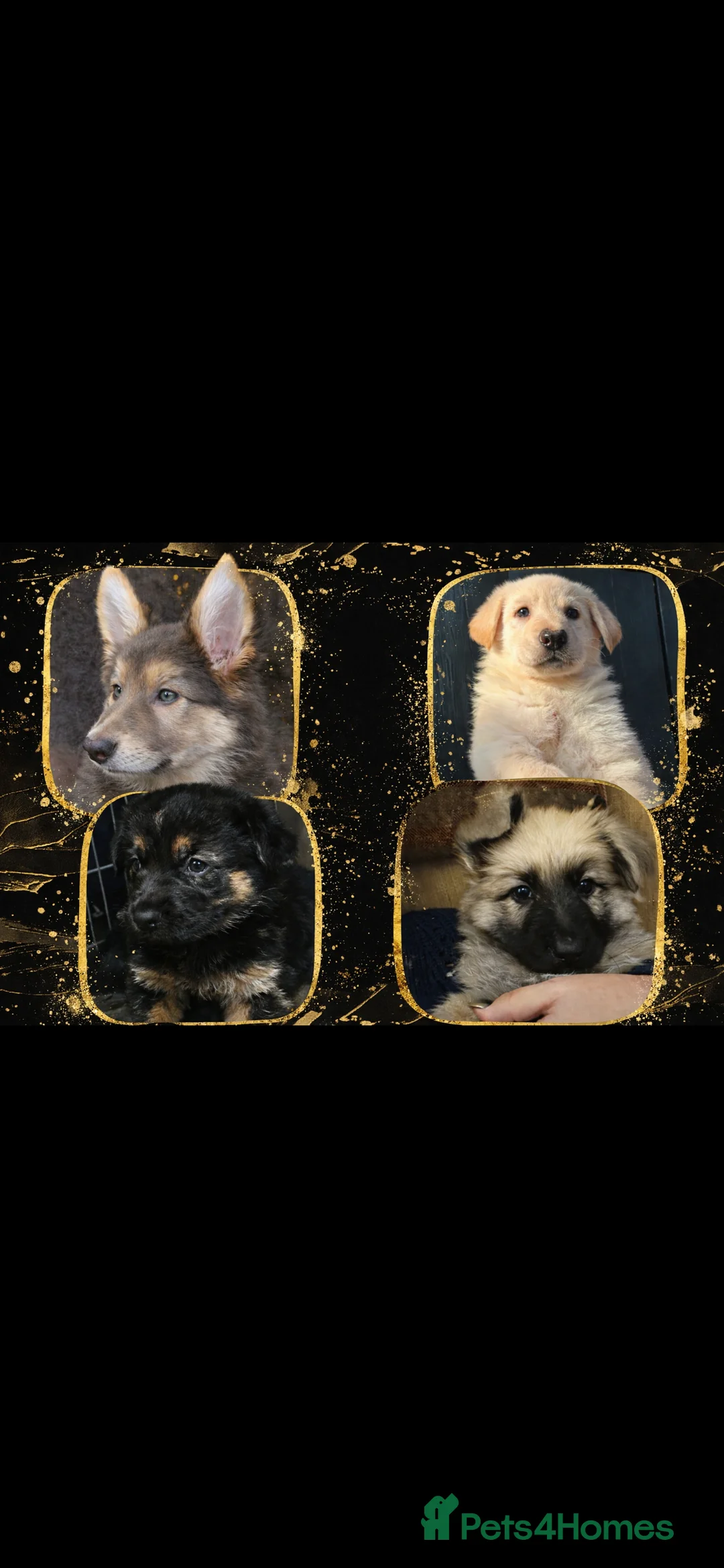 German Shepherd dogs for sale: Shawhead Shepherds  - Advert 6