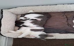 Mixed Breed cats for sale: Female kitten looking for new home - Image 7