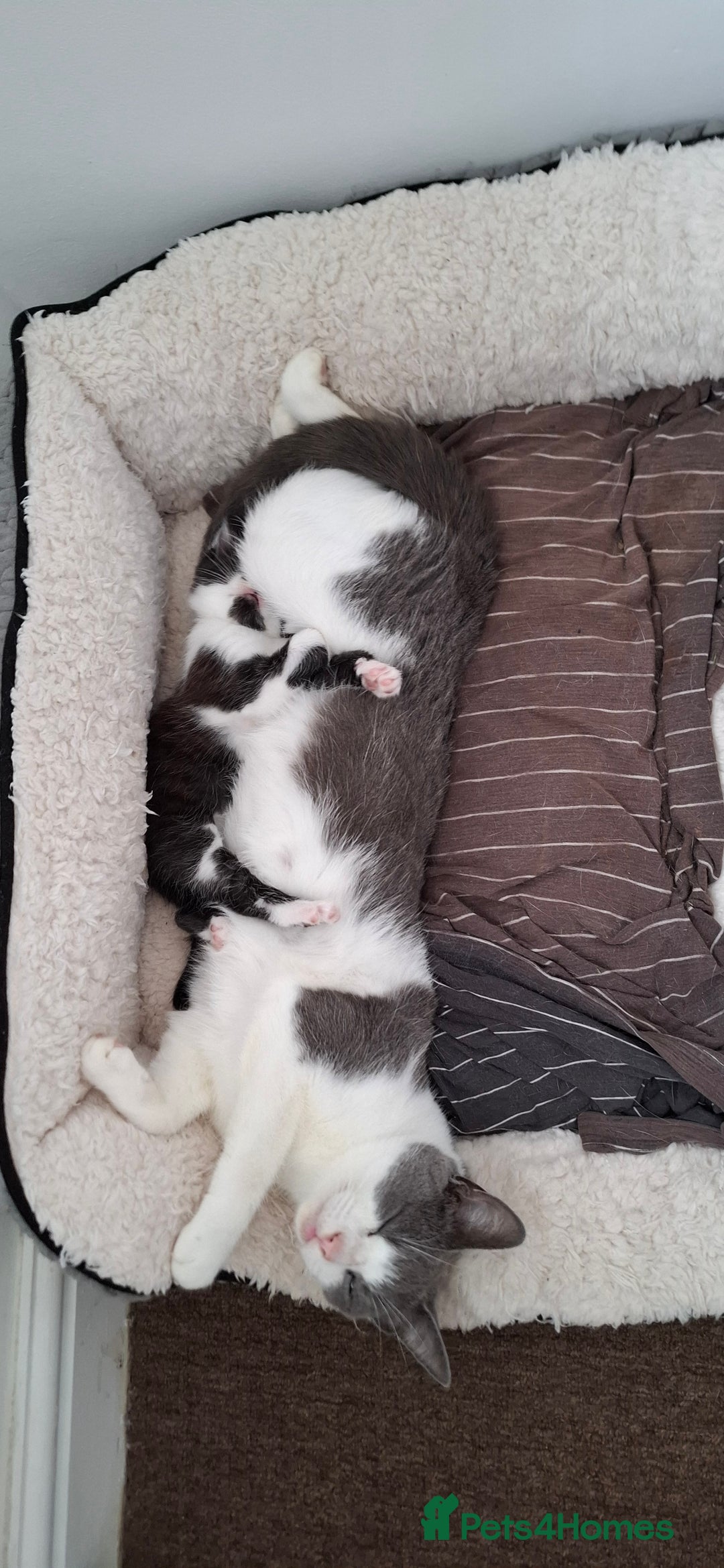 Mixed Breed cats for sale: Female kitten looking for new home - Image 7
