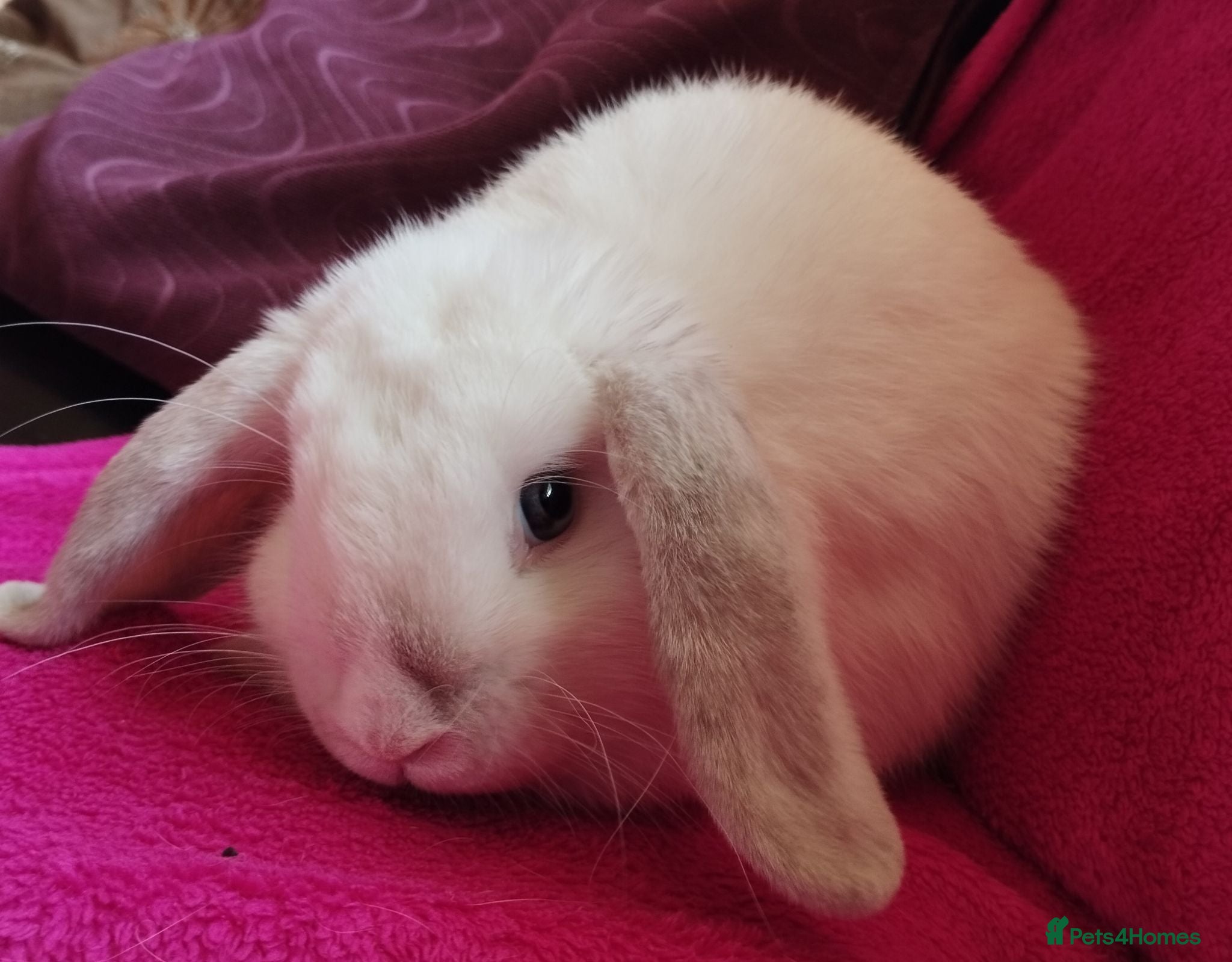 Mini Lop rabbits Affectionate boy still looking for a home ❤️ - Advert 1