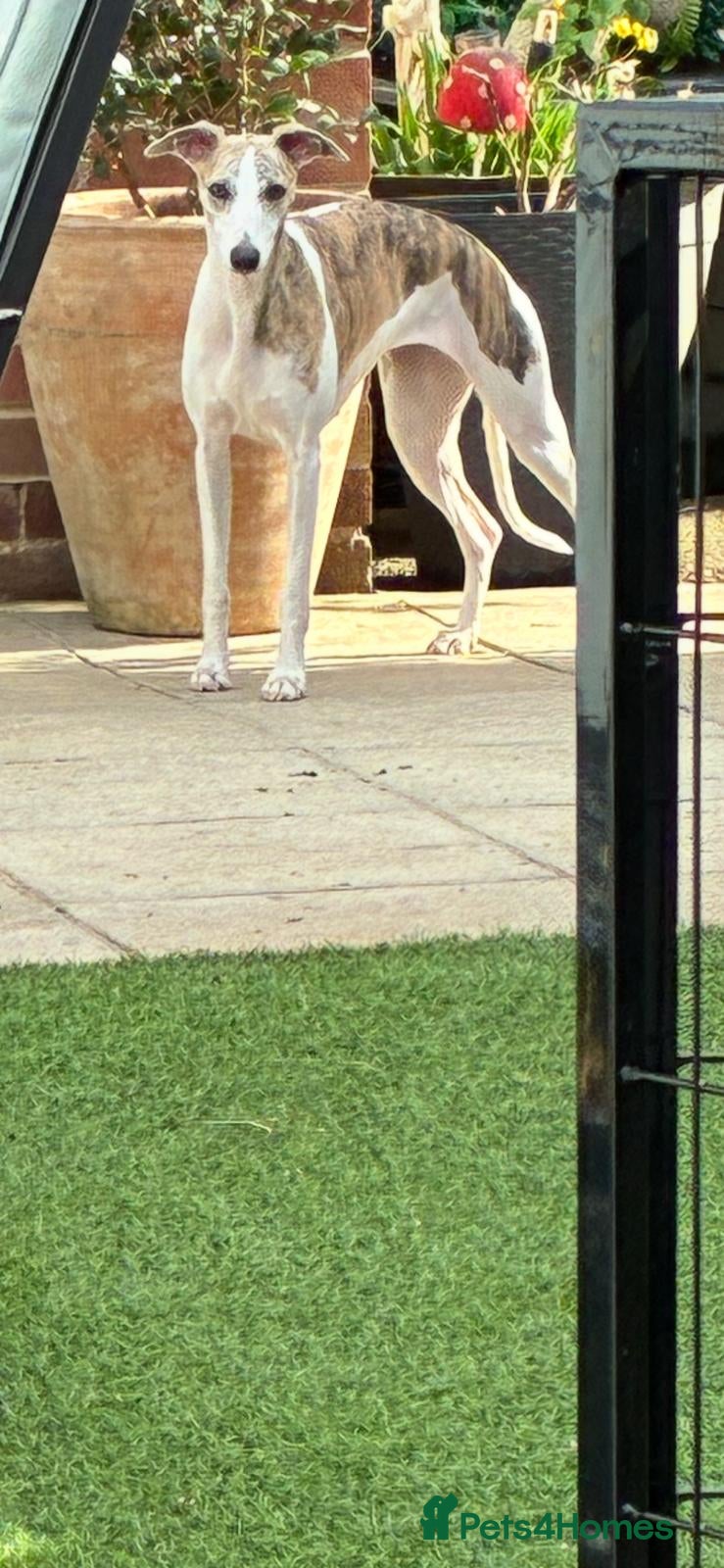 Whippet dogs Whippet bitch for rehoming - Advert 2