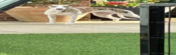 Whippet dogs for sale: Whippet bitch for rehoming in Doncaster - Advert 2