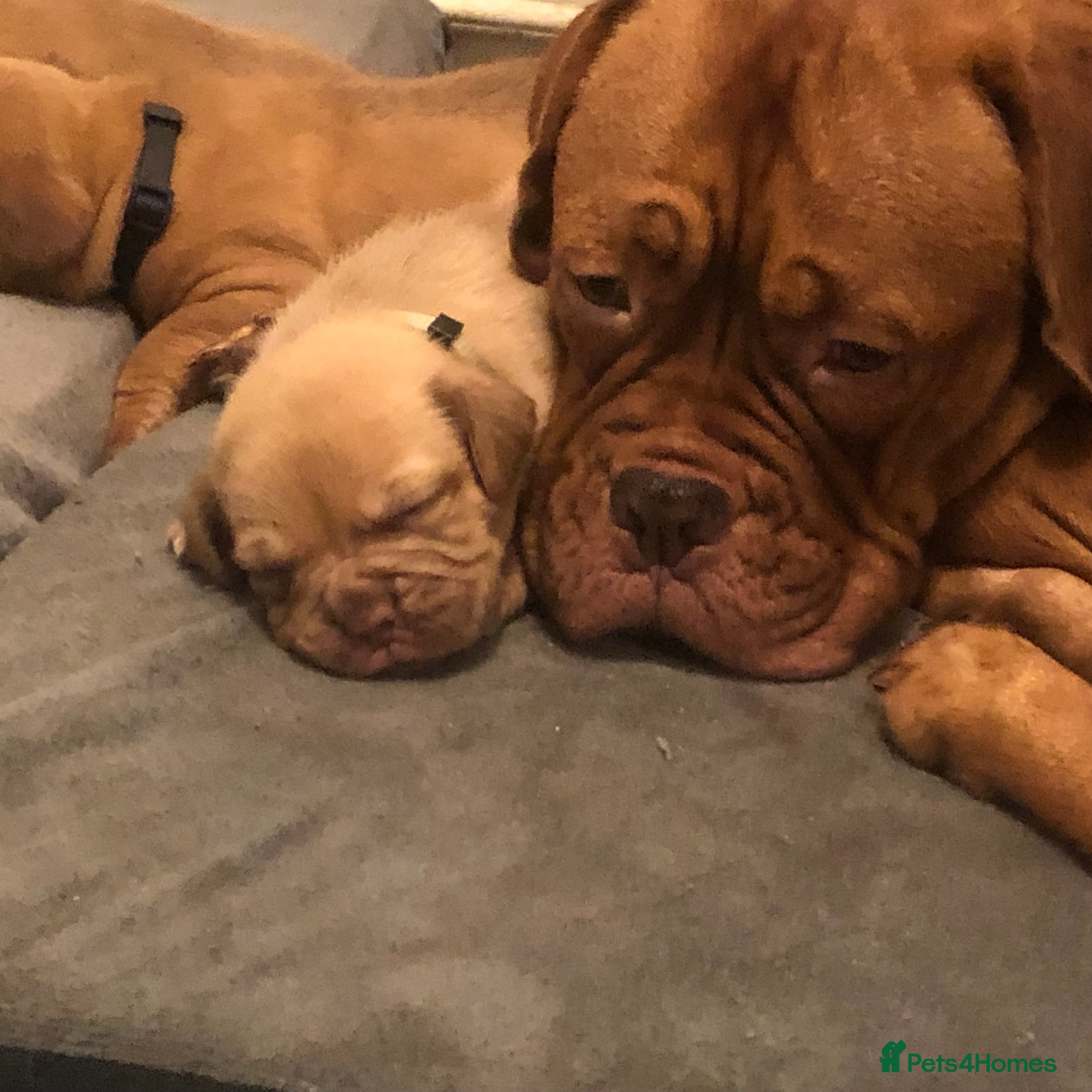 Dogue De Bordeaux dogs Dogue de Bordeaux pups  - Advert 12