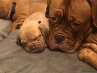 Dogue De Bordeaux dogs Dogue de Bordeaux pups - Advert 2