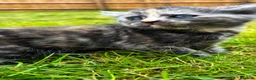Mixed Breed cats for sale: KittensLooking for Loving Families Half maine coon - Advert 6