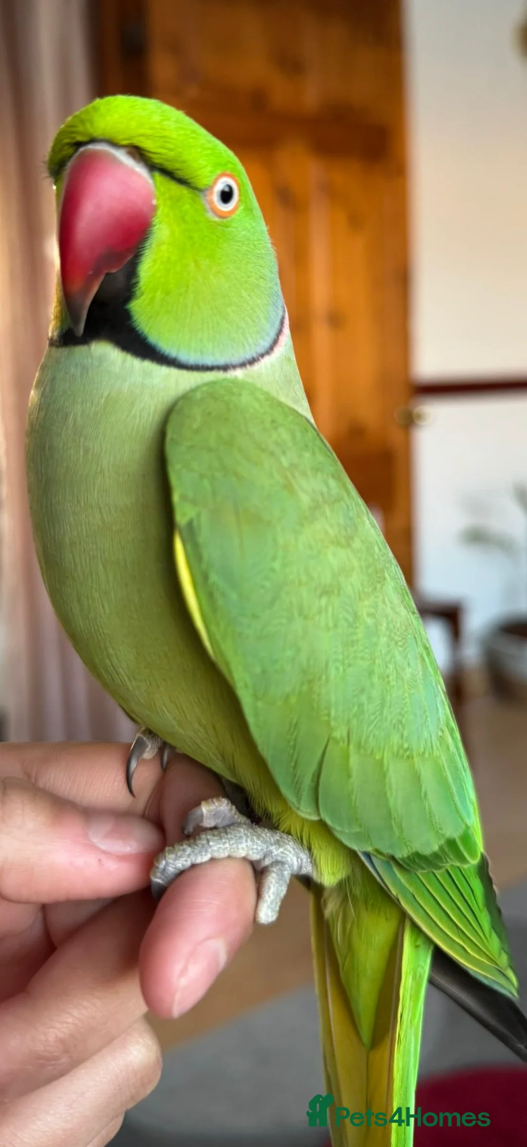 Budgerigars birds for sale: Silly tame and talking Indian ringneck with cage  - Advert 1